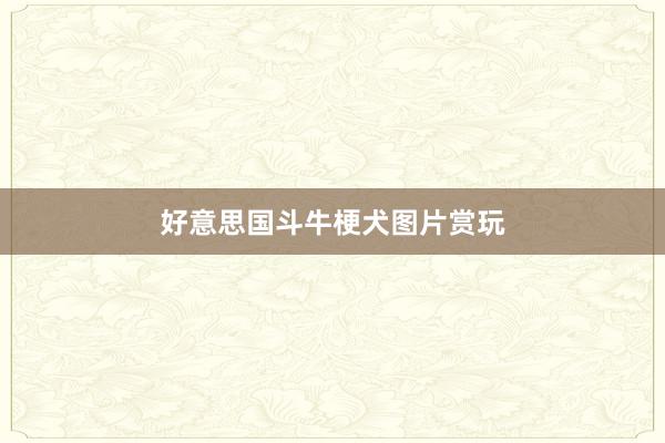 好意思国斗牛梗犬图片赏玩